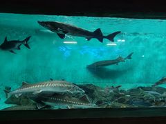 -太平洋海底世界