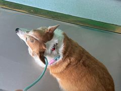 -汪喵宠物医院·骨科心脏影像·犬猫急重症ICU诊疗中心(成华分院)