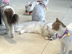 -怪兽屋·羊驼·猫咖·狗咖(俊华广场店)