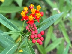 -广西壮族自治区药用植物园