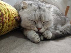 -喵的天空名猫咖啡馆·撸猫·猫舍·用品