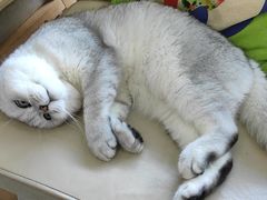 -瑞派康怡24h宠物医院·犬猫医疗中心·微创绝育(瑞景分院)