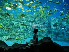 -芜湖新华联大白鲸海洋公园