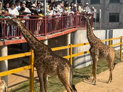 -西霞口神雕山野生动物世界