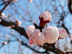 -桃花堤公园