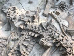 -自贡恐龙博物馆