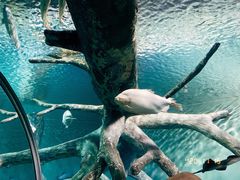 -上海海洋水族馆