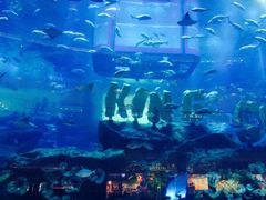 -迪拜水族馆及水下动物园