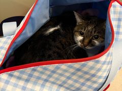 -宠颐生汉谟拉比宠物医院