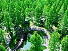 -黄海国家森林公园