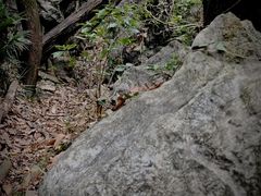 -九曜山