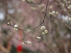 -成都杜甫草堂博物馆