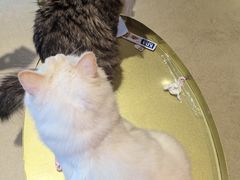 -藏猫猫咖啡主题馆(中央大道店)