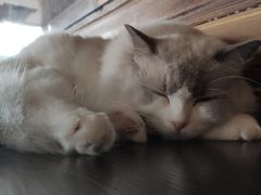 -蓝鲸·缅因猫舍