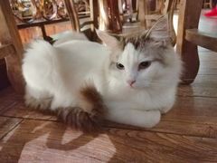 -more than meow吴止猫主题餐厅(承德 中船汇店)