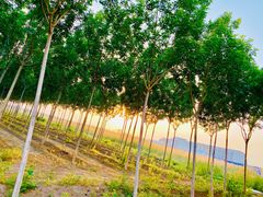 -南开大学滨海学院