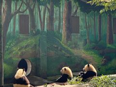 -中国大熊猫保护研究中心雅安碧峰峡基地