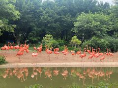 -广州长隆飞鸟乐园
