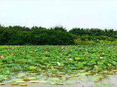 -大湾区中央湿地公园