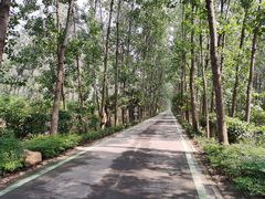 -合肥滨湖国家森林公园