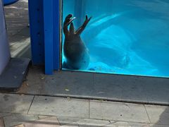 -海合安成都极地海洋公园