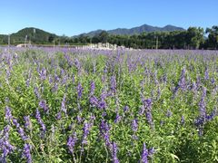 -北京东方普罗旺斯薰衣草庄园
