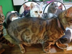 -李小姐の猫咖啡馆(五角场店)