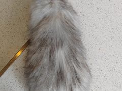-飞行喵MR PILOT|猫舍·猫咖(静安大融城店)
