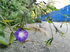 -北京凤凰岭