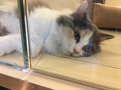 -momokira米努特·德文卷毛猫·棉花面纱犬
