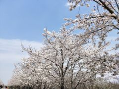 -天王浮山樱花园