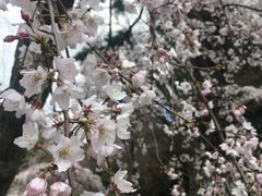 樱花-京都御所
