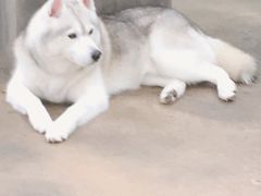 -TrueLove @ Neverland (Husky Cafe)