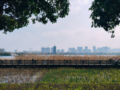 -洋湖国家湿地公园