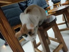 -黄家馄饨(铁心桥店)