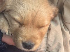 -米苏动物医院·犬猫专科·骨科外科内窥镜