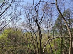 -上海佘山国家森林公园天马山园