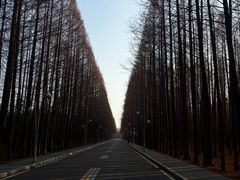 -日照海滨国家森林公园