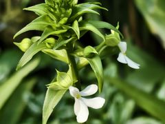 -东莞植物园