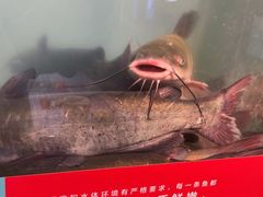 -鱼酷活鱼烤鱼(北美店)