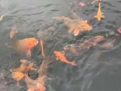 -绍兴鉴湖君澜大酒店