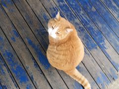 -Sirena海妖日咖夜酒