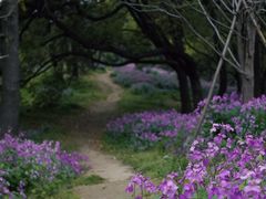 -上海共青森林公园