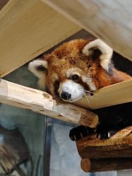 -Zoolung Zoolung动物主题公园(海信广场店)