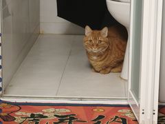 -艾贝尔宠物医院 ·中兽医·宠保定点(北门桥店)