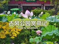 -莘庄公园