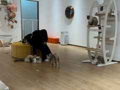 -1013 PET SHOP精品宠物商店(丁香店)