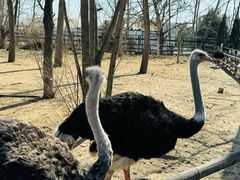 -大连森林动物园