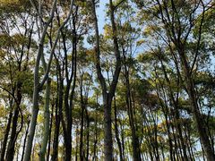-上海滨江森林公园
