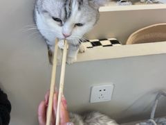 -怪兽屋·羊驼·猫咖·狗咖(俊华广场店)